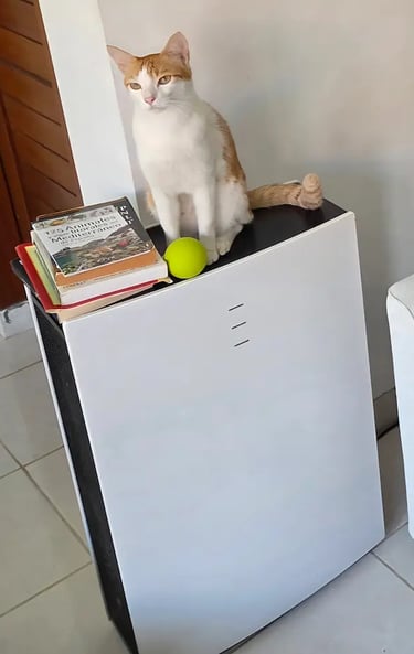 Gato alergia asma  primavera y Purificador blueair pro L