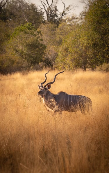 un kudu dans la savane du Botswana en safari