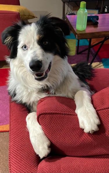 border collies in melbourne victoria 