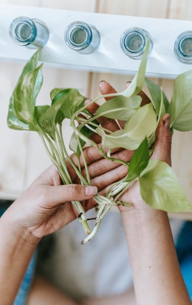 Epipremnum cuttings
