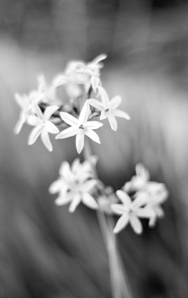 5 Clasificado Mayo 2016 BN
