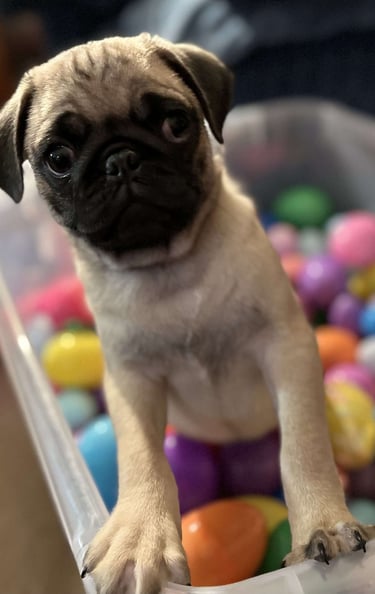 Puppies for Sale 