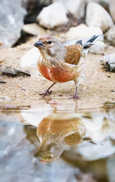 Bluthänfling sitzt am Ufer eines Gewässers, mit Spiegelung im Wasser