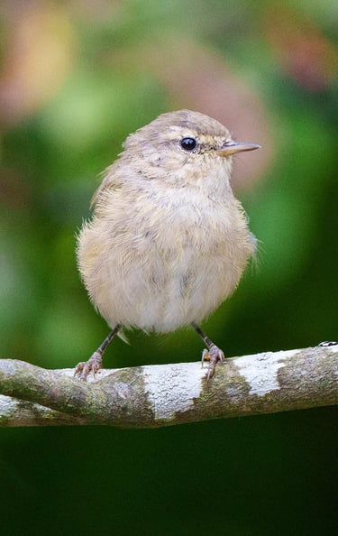Zilpzalp sitzt auf einem Ast und blickt neugierig.