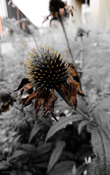 Sony Xperia XZ Premium. Edited to monochrome except sepia.