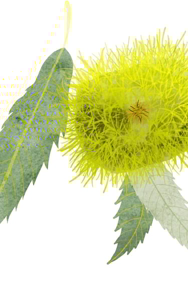 Ilustração botânica de castanha-doce para embalagem sustentável.