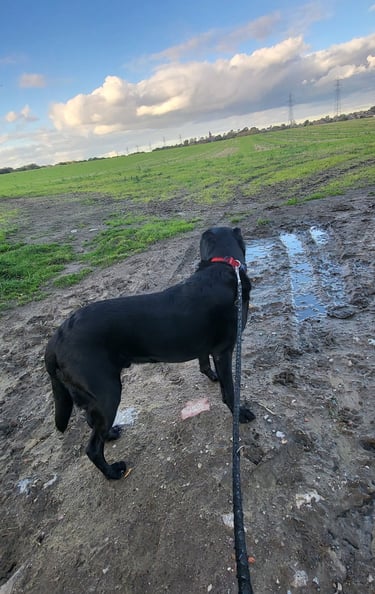 dog walking in Wakefield