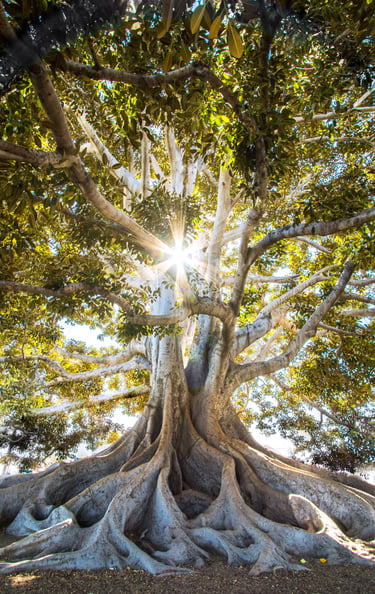arbre magnifique brillant beau renaissance epanouissement ressources besoin therapie breve