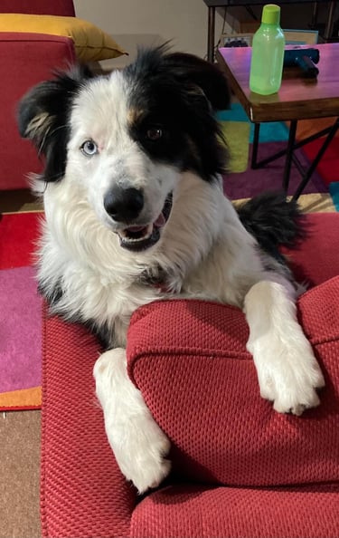 border collies in melbourne victoria 