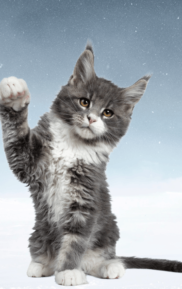 La perte d'un animal de compagnie laisse un grand vide