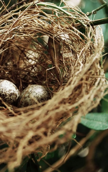 a nestle of eggshells in a nestle