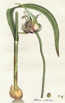 Allium_sativum_Woodwill_1793
