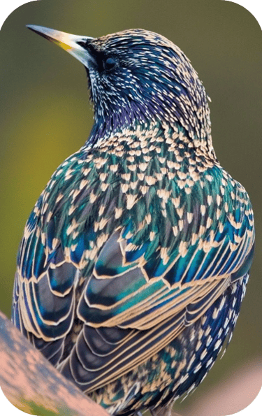 multi-colored european male starling