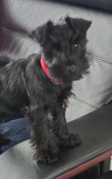 chiot Schnauzer nain noir