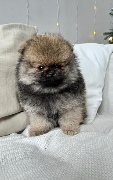 Puppies for Sale 