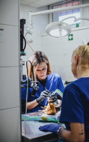 lek. wet. Aleksandra Bobińska przy pracy