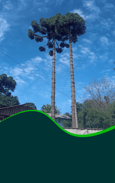 corte-arvores-curitiba-pr