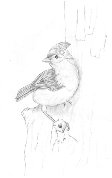 a drawing of a bird sitting in a tree