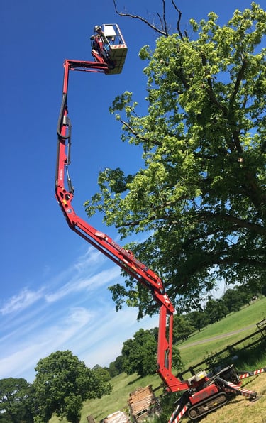 MEWP aerial pruning / chainsaw from MEWP