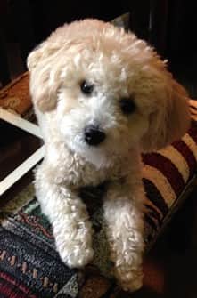 maltipoo sleeping on carpet