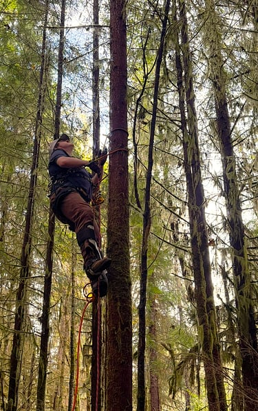 Nick Brown of B&B Trees LLC preparing for tree branch removal in Snohomish Washington