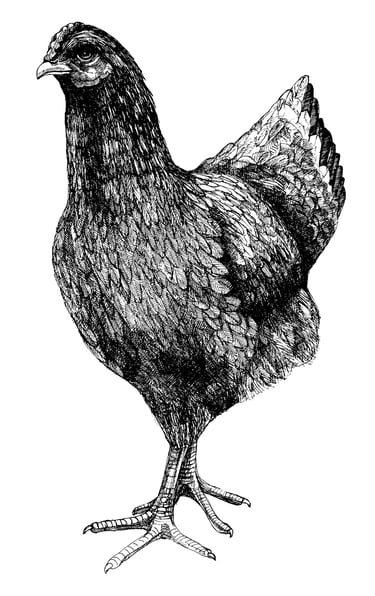 chicken dog food