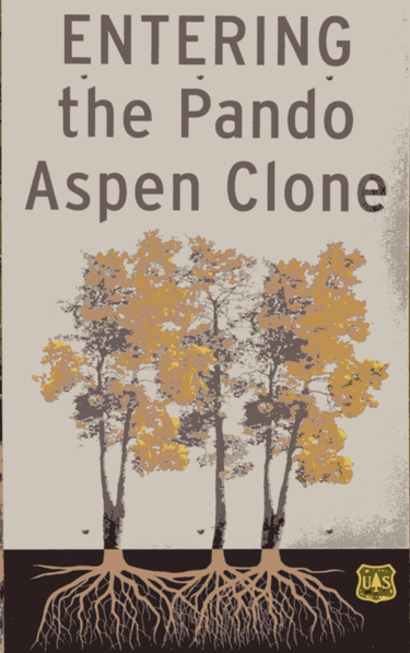 forêt de Pando