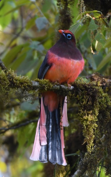 ward-s-trogon-spotted-at-yongkola-mongar-district-eastern-bhutan