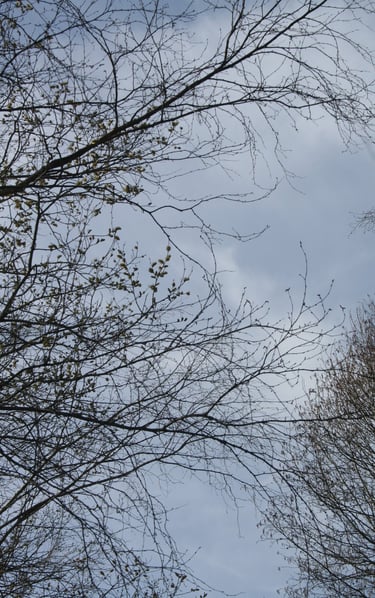 Photography by Nathalie M.L. Römer. All rights reserved.  Used with permission.