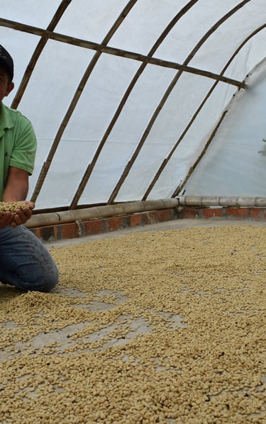 drying green coffee in Colombia