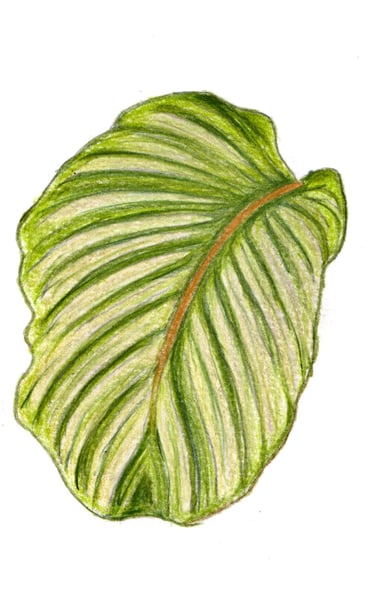 dessin feuille crayon de couleur