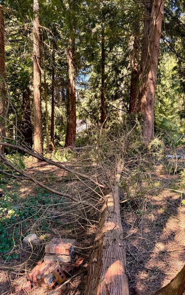 A tree service in Snohomish County felled a tree in a backyard