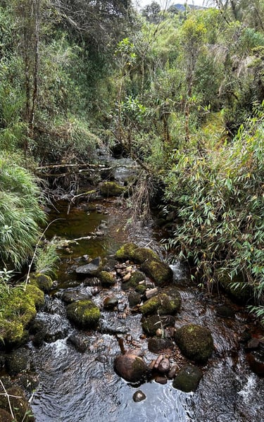 Río en bosque andino, Reserva Natural El Páramo, Guasca, Cundinamarca