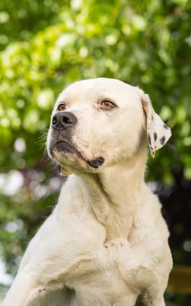 a dog sitting on a wooden fence post