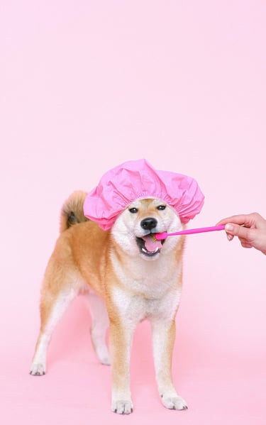 Tidy Tails Pet Grooming services Pune