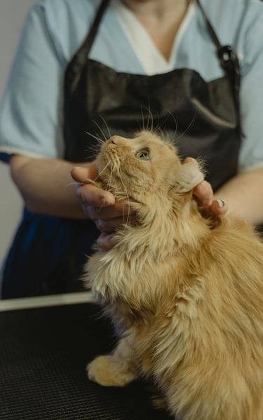 Tidy Tails Pet Grooming services Pune