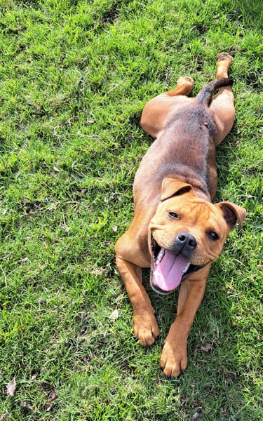 Dog training Ruby the dog