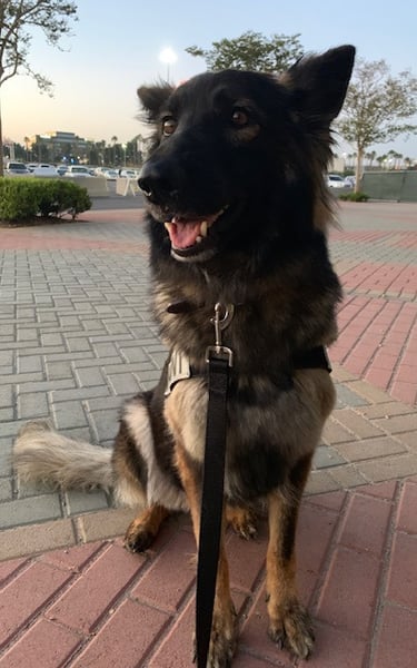 K9 Odie drug and bomb detection dog