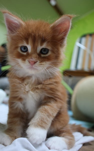 a kitten kitten sitting on a blanket on a bed
