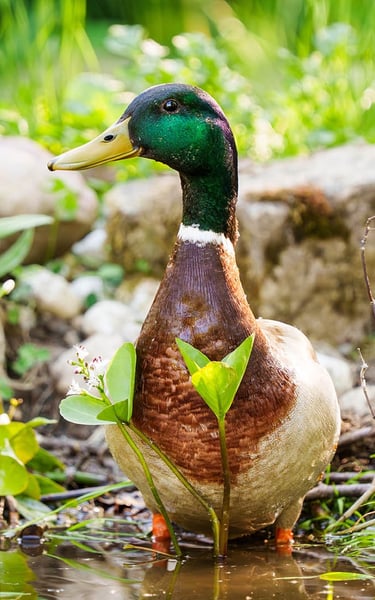 Männliche Stockente sitzt am Teichrand