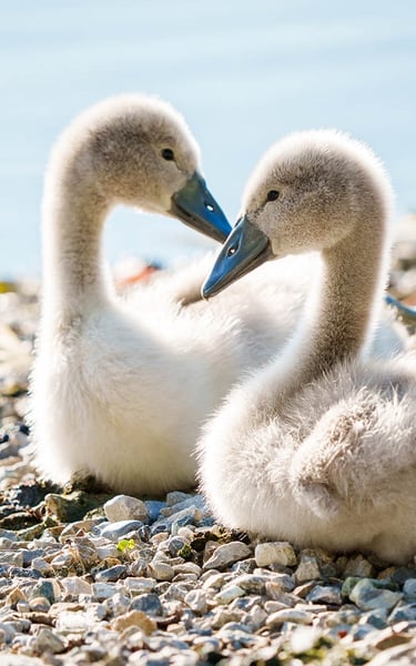 Zwei junge Höckerschwäne sitzen sich gegenüber.