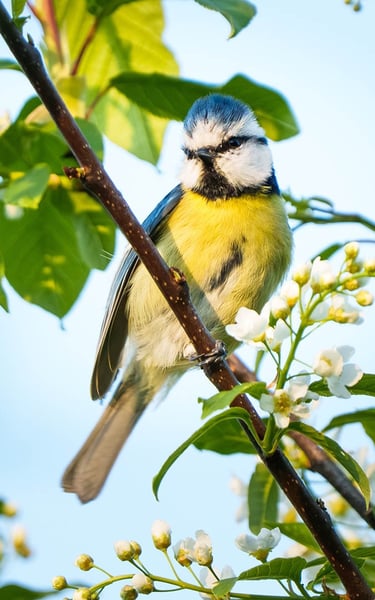 Blaumeise sitzt auf einem Zweig mit Frühlingsblüten.