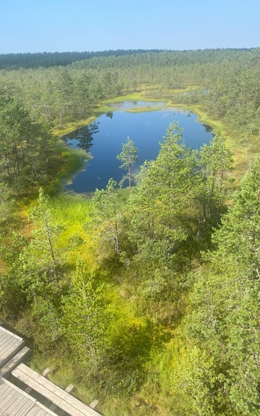 Estonia - Bog