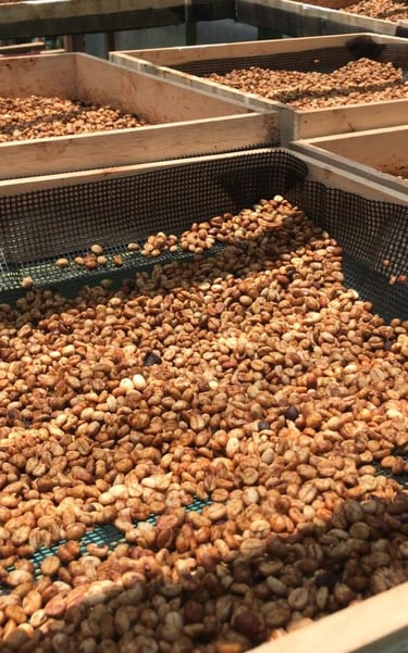 specialty arabica green bean