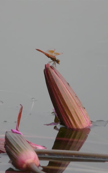 Libellule sur une fleur de lotus fermé