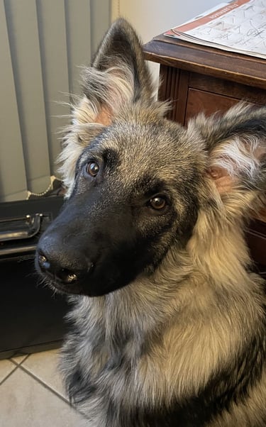 un chien assis sur le sol à côté d'un bureau