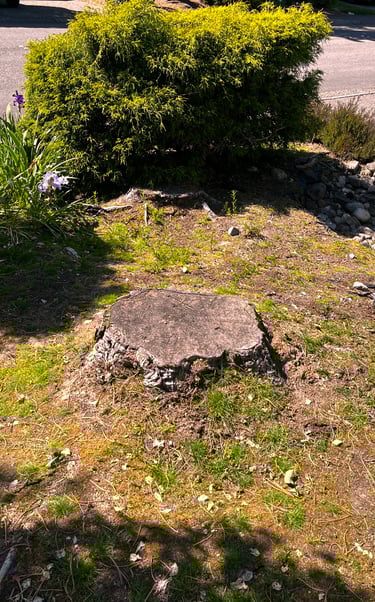 A Snohomish County tree service preparing for a stump removal in Woodinville
