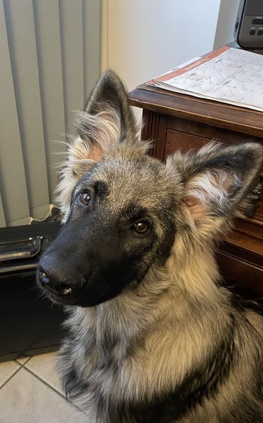un chien assis sur le sol à côté d'un bureau