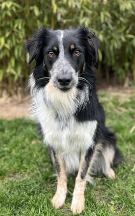 un chien assis sur la pelouse dans le jardin
