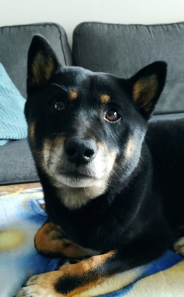 un chien couché sur une couverture sur un canapé